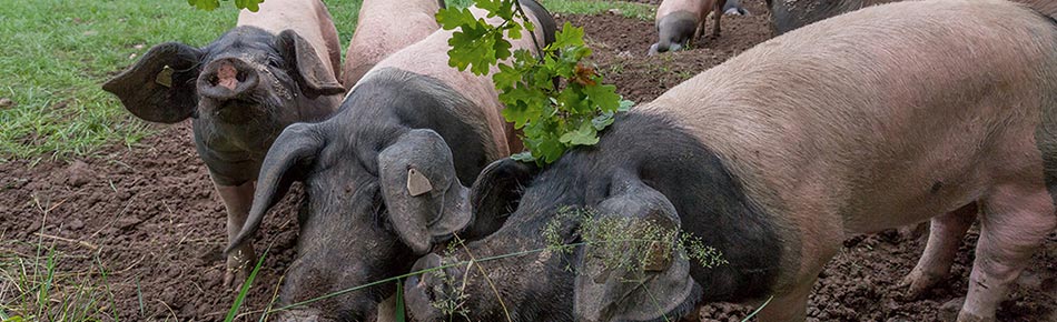 Schwäbisch Höllischen Schwein von der Eichelweide