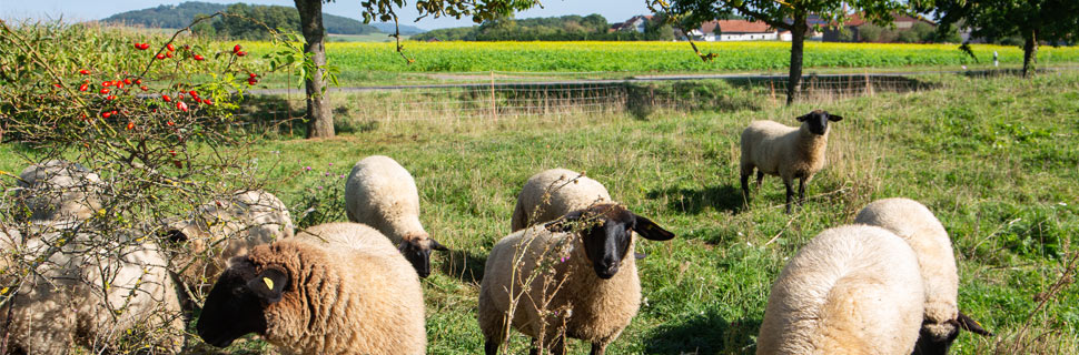 Weidelamm vom Naturmetzger