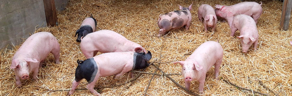 Landschwein vom Naturmetzger